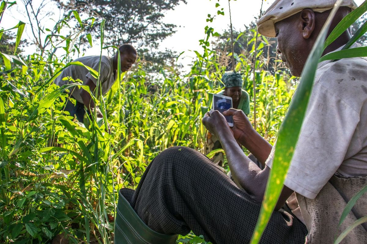 A farmer checks a mobile phone among tall crops